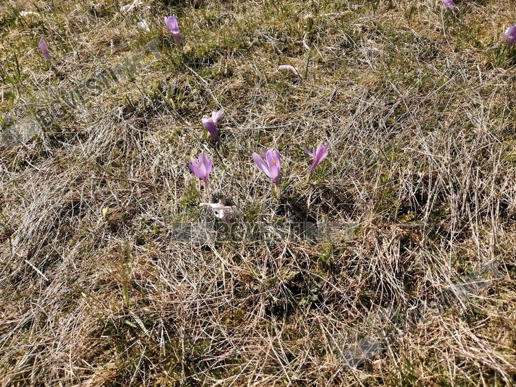 Слънчево и топло на 11 май, температурите ще се вдигнат до 20 градуса
