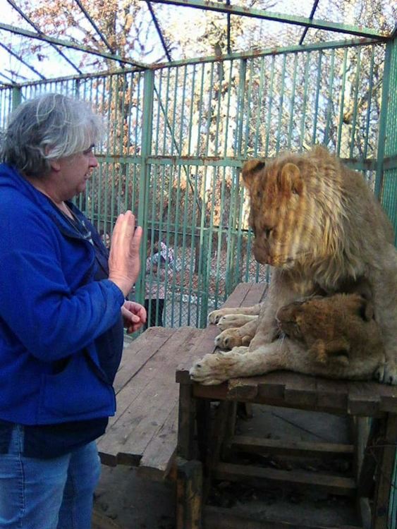 Лъвчетата в Хасковския зоопарк познават и играят с ветеринаря, който ги отгледа