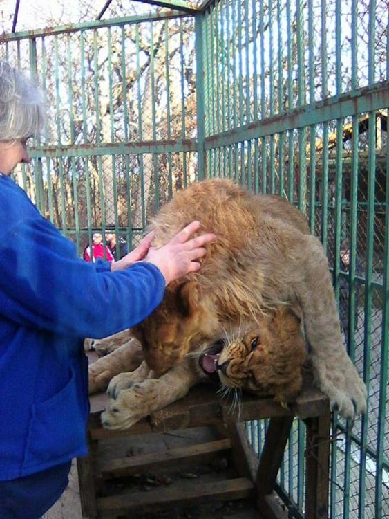 Лъвчетата в Хасковския зоопарк познават и играят с ветеринаря, който ги отгледа