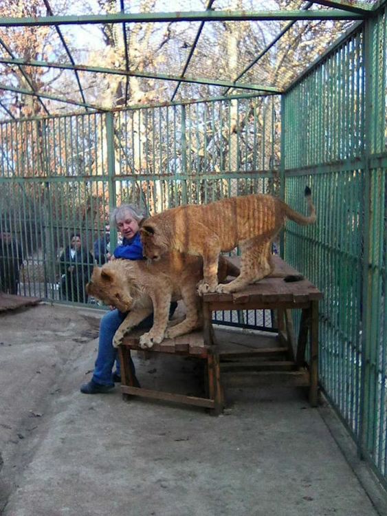 Лъвчетата в Хасковския зоопарк познават и играят с ветеринаря, който ги отгледа
