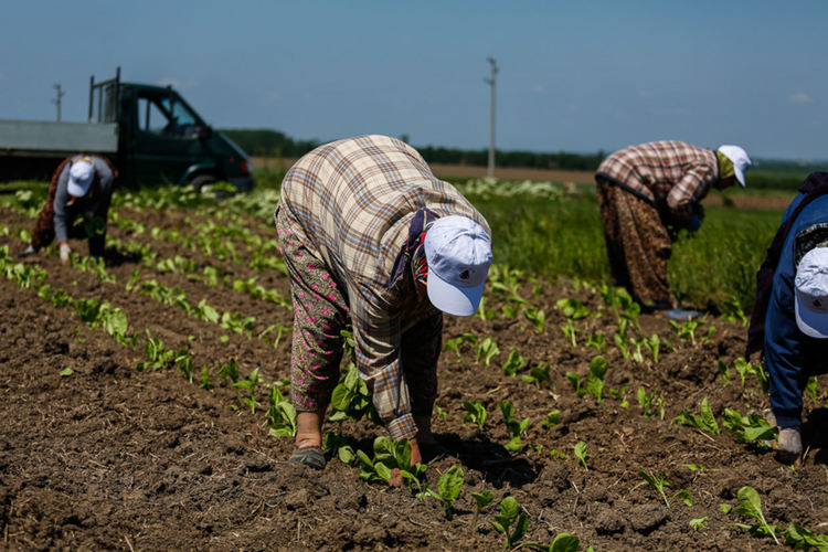 40% от тютюневия разсад в Кърджалийско е засаден