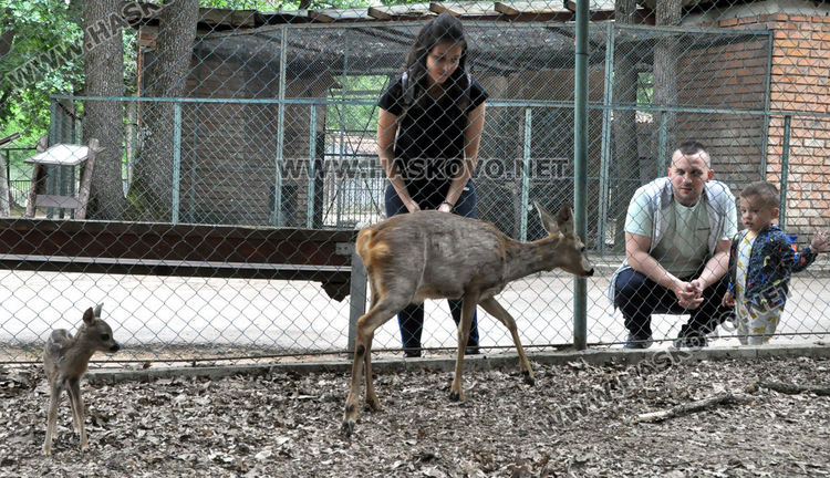 Спасена от ловци като бебе сърна, роди тризнаци в Хасковския зоопарк