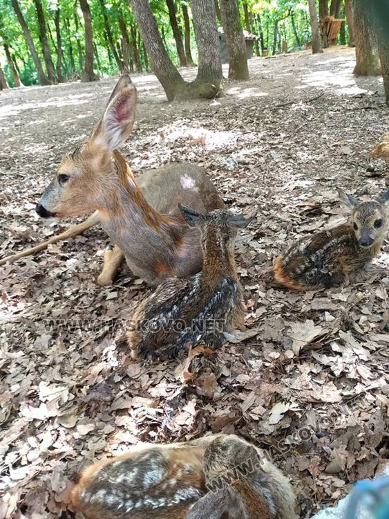 Спасена от ловци като бебе сърна, роди тризнаци в Хасковския зоопарк