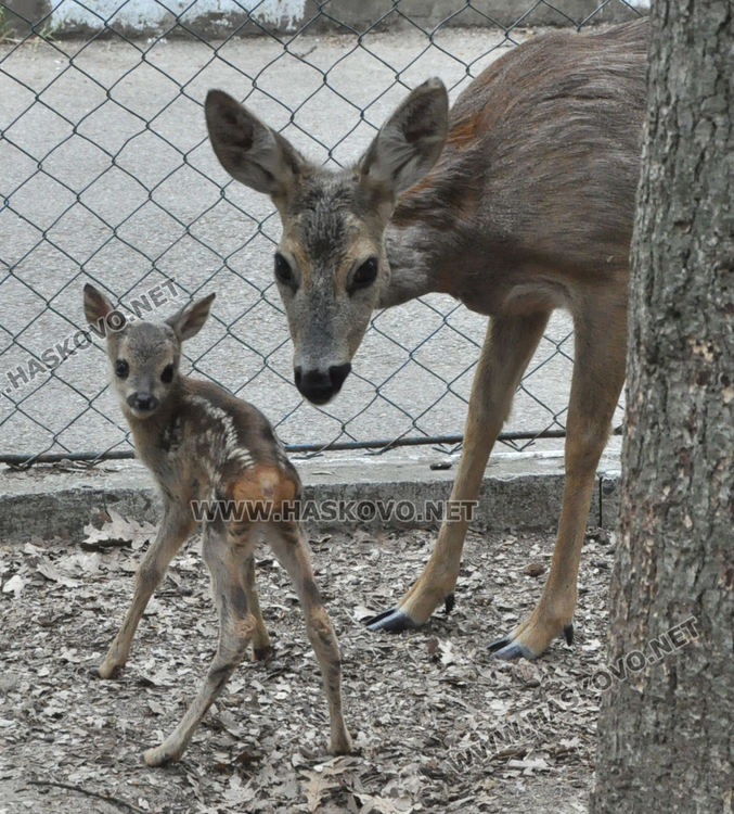 Спасена от ловци като бебе сърна, роди тризнаци в Хасковския зоопарк