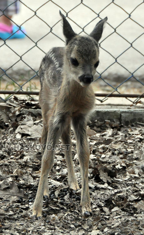 Спасена от ловци като бебе сърна, роди тризнаци в Хасковския зоопарк