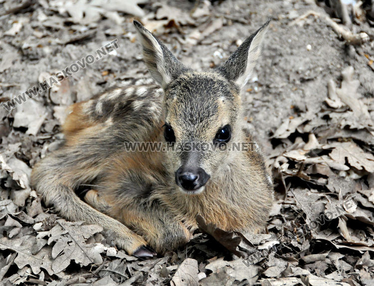 Спасена от ловци като бебе сърна, роди тризнаци в Хасковския зоопарк