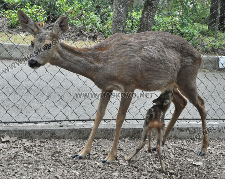 Спасена от ловци като бебе сърна, роди тризнаци в Хасковския зоопарк