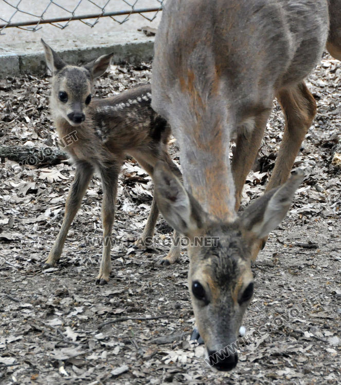 Спасена от ловци като бебе сърна, роди тризнаци в Хасковския зоопарк