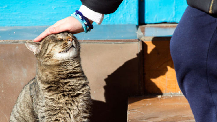  Екип на „Четири лапи“ кастрира бездомните кучета и котки в Перник 