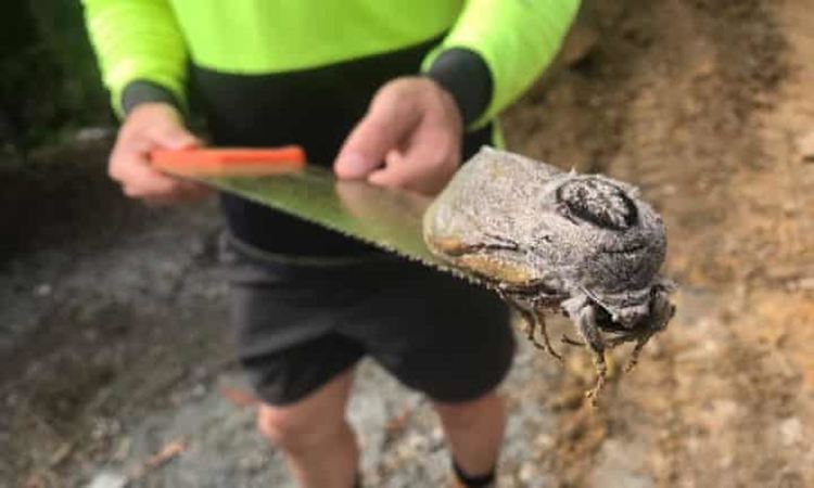 Гигантски молец в училище стана фантастичен герой