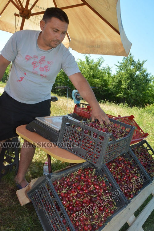 Производители от Крепост: Реколтата от череши е слаба, сланата ги попари