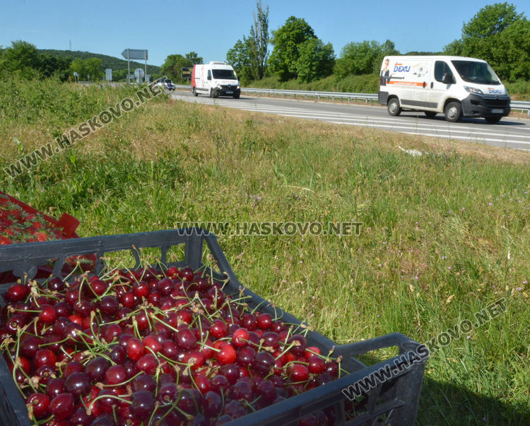 Производители от Крепост: Реколтата от череши е слаба, сланата ги попари