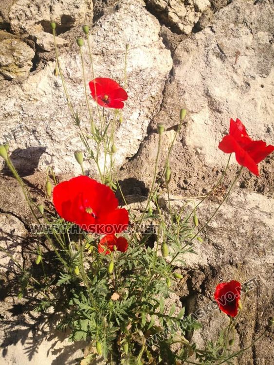 Затопля се, предимно слънчево днес