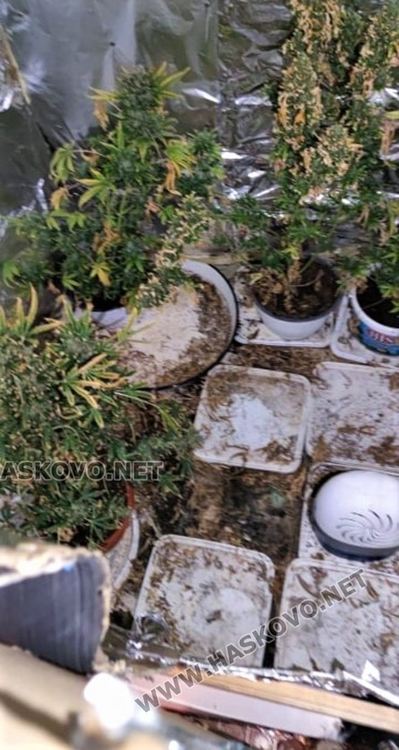 Баща и син  в ареста за отглеждане на канабис и разпространение на дрога