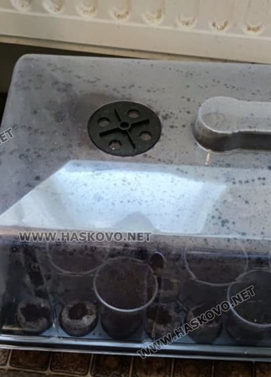 Баща и син  в ареста за отглеждане на канабис и разпространение на дрога