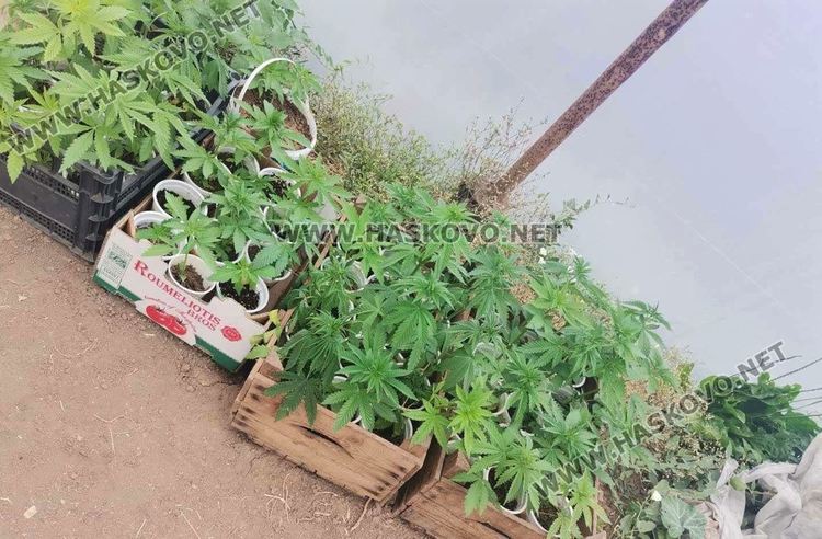 Баща и син  в ареста за отглеждане на канабис и разпространение на дрога