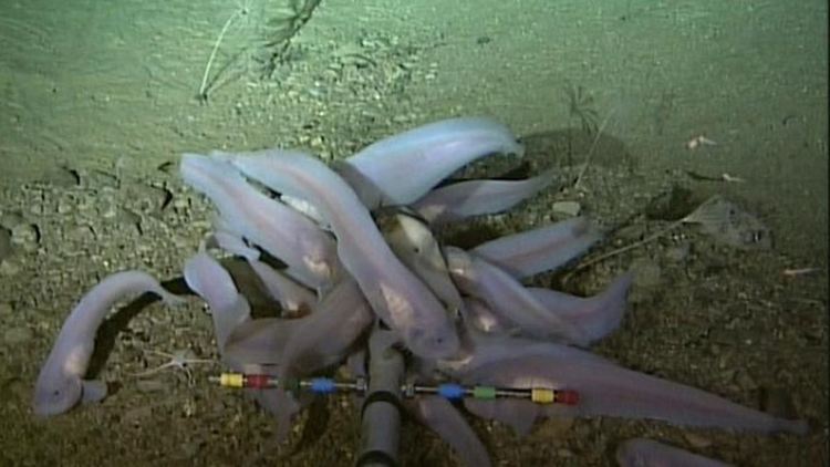 Учените бият тревога за безпрецедентно натрупване на живак в падините на Тихия океан