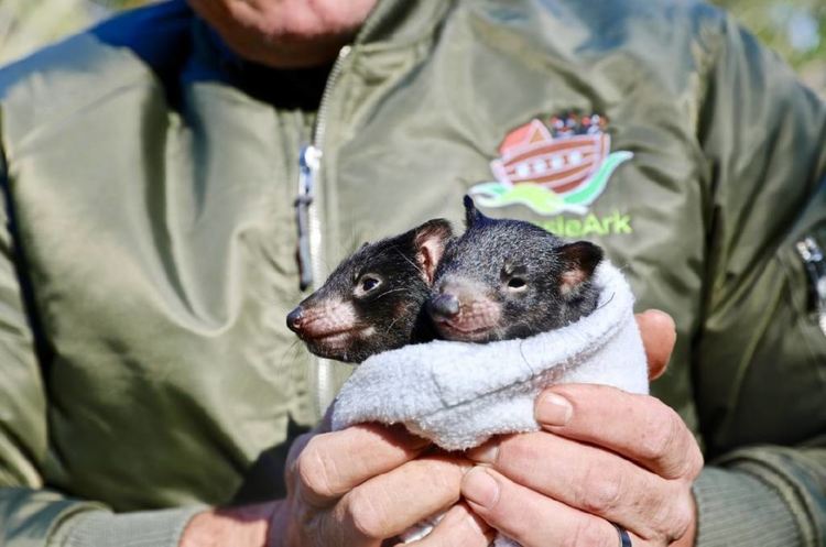 Тасманийски дяволи се родиха в австралийската пустиня за първи път от 3 хиляди години