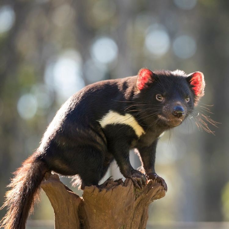 Тасманийски дяволи се родиха в австралийската пустиня за първи път от 3 хиляди години
