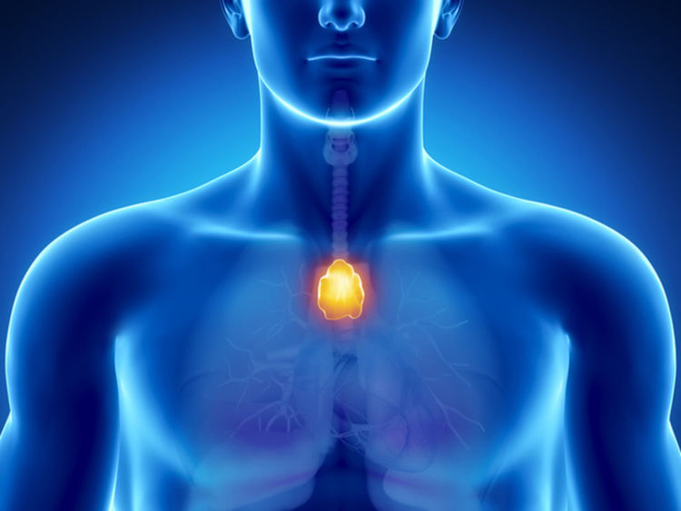 Тимусната жлеза – как да стимулираме функцията ѝ за повече щастие