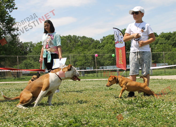 Десетки малчугани и техните кучета се забавляваха и състезаваха в парк Марица