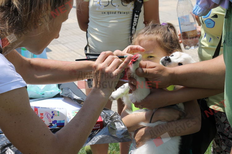 Десетки малчугани и техните кучета се забавляваха и състезаваха в парк Марица