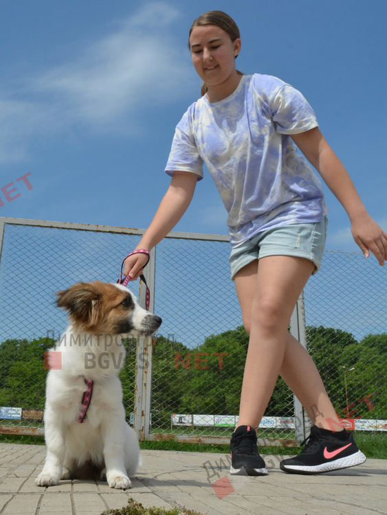 Десетки малчугани и техните кучета се забавляваха и състезаваха в парк Марица