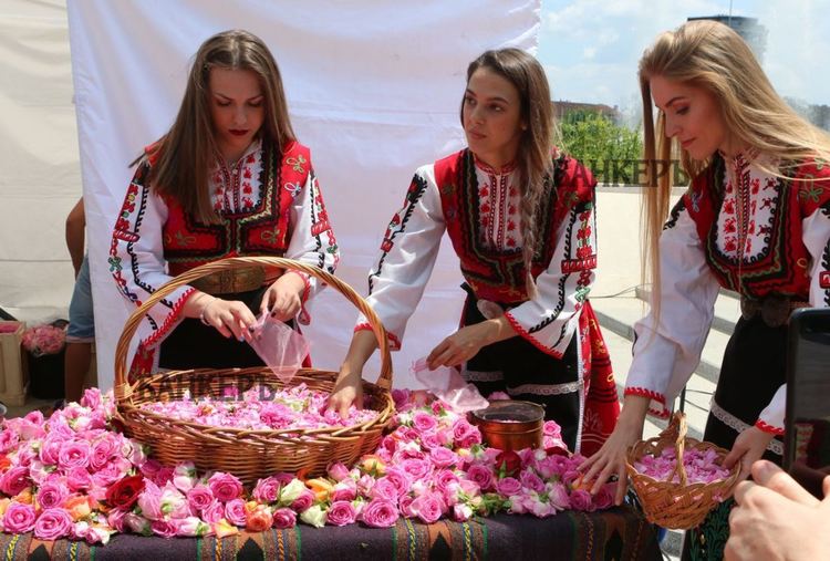 В розовите градини край Карлово започна традиционният празник на маслодайното цвете