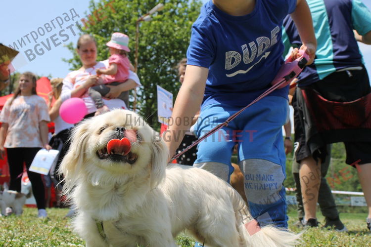 Десетки малчугани и техните кучета се забавляваха и състезаваха в парк Марица