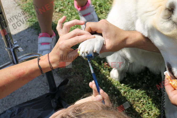 Десетки малчугани и техните кучета се забавляваха и състезаваха в парк Марица