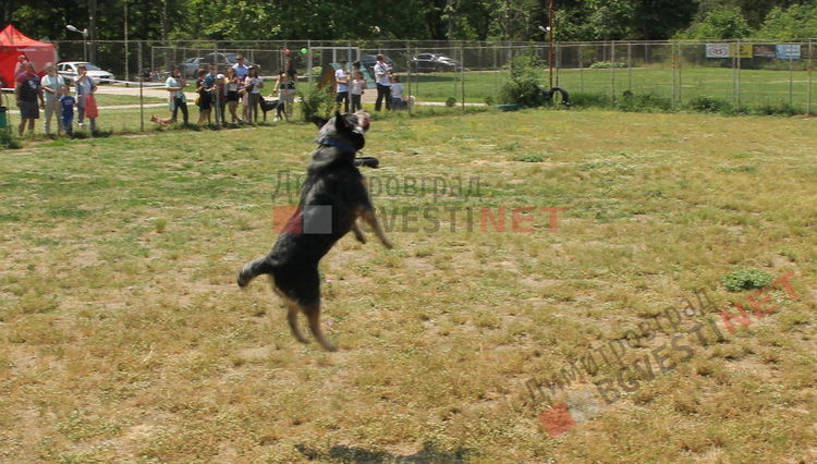 Десетки малчугани и техните кучета се забавляваха и състезаваха в парк Марица