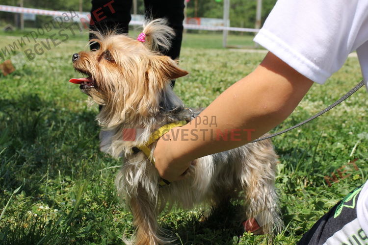 Десетки малчугани и техните кучета се забавляваха и състезаваха в парк Марица