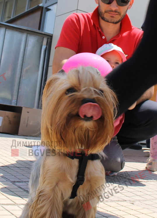 Десетки малчугани и техните кучета се забавляваха и състезаваха в парк Марица