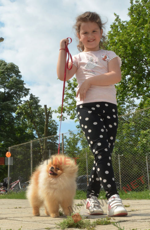 Десетки малчугани и техните кучета се забавляваха и състезаваха в парк Марица