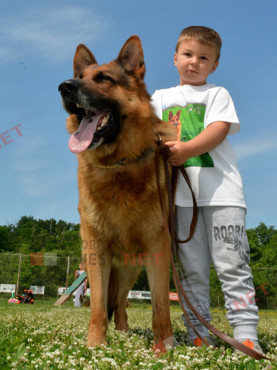 Десетки малчугани и техните кучета се забавляваха и състезаваха в парк Марица