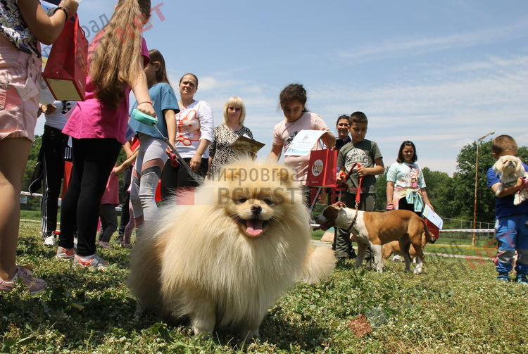 Десетки малчугани и техните кучета се забавляваха и състезаваха в парк Марица