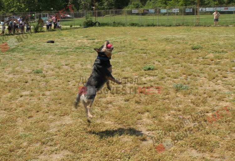 Десетки малчугани и техните кучета се забавляваха и състезаваха в парк Марица