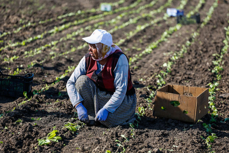 Тютюни „Басми“, „Каба Кулак“ и „Бърлей“ реколта 2021 разсадени на 100%, Виржиния – 78%