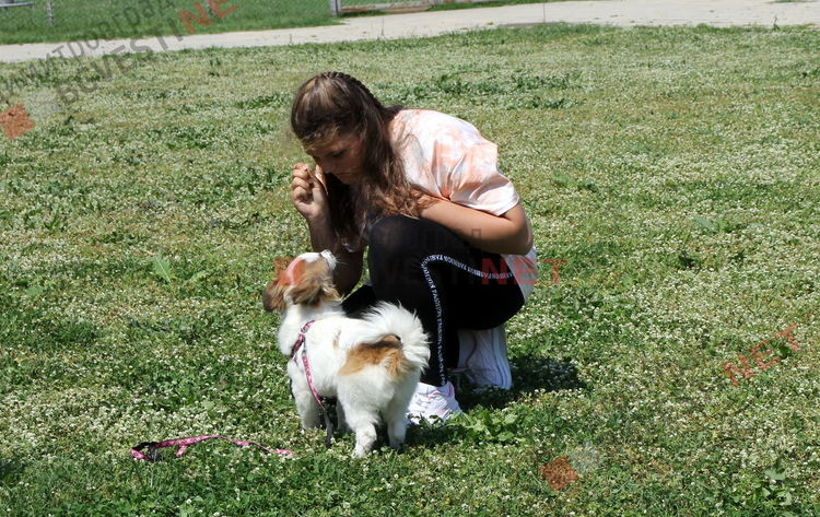 Десетки малчугани и техните кучета се забавляваха и състезаваха в парк Марица