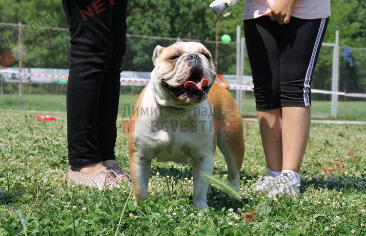 Десетки малчугани и техните кучета се забавляваха и състезаваха в парк Марица