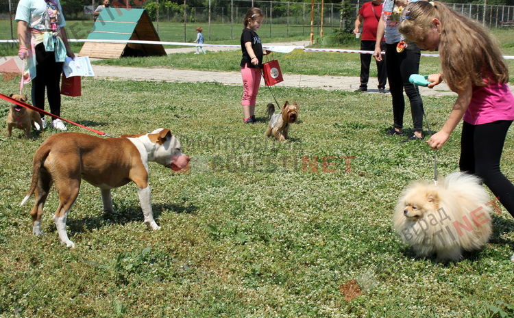 Десетки малчугани и техните кучета се забавляваха и състезаваха в парк Марица