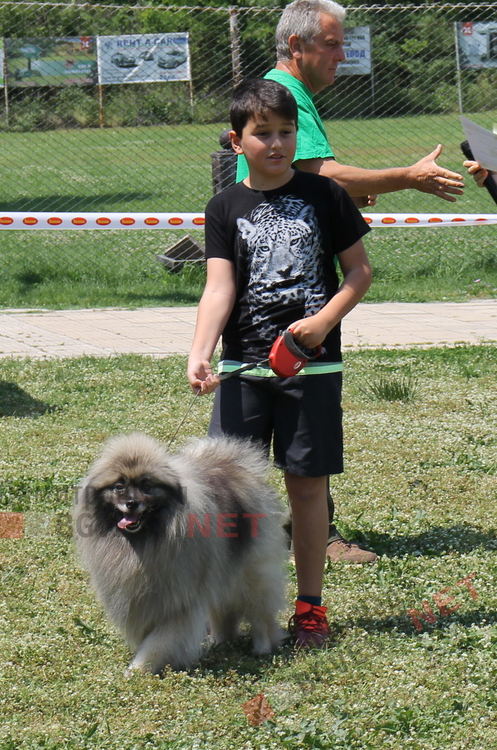 Десетки малчугани и техните кучета се забавляваха и състезаваха в парк Марица