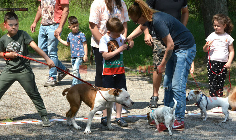 Десетки малчугани и техните кучета се забавляваха и състезаваха в парк Марица