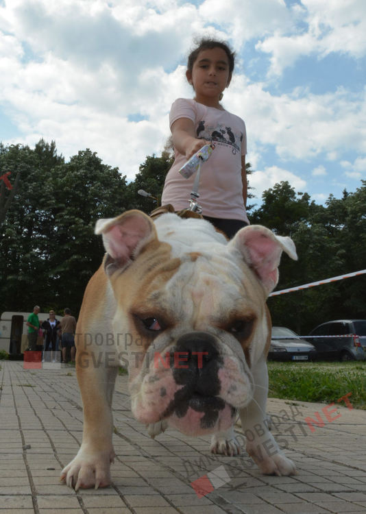 Десетки малчугани и техните кучета се забавляваха и състезаваха в парк Марица