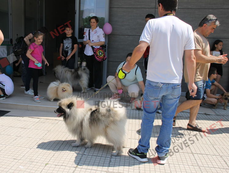 Десетки малчугани и техните кучета се забавляваха и състезаваха в парк Марица