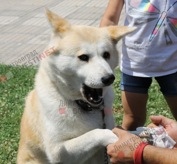 Десетки малчугани и техните кучета се забавляваха и състезаваха в парк Марица