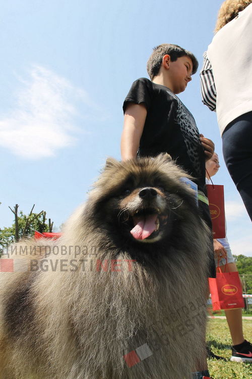 Десетки малчугани и техните кучета се забавляваха и състезаваха в парк Марица