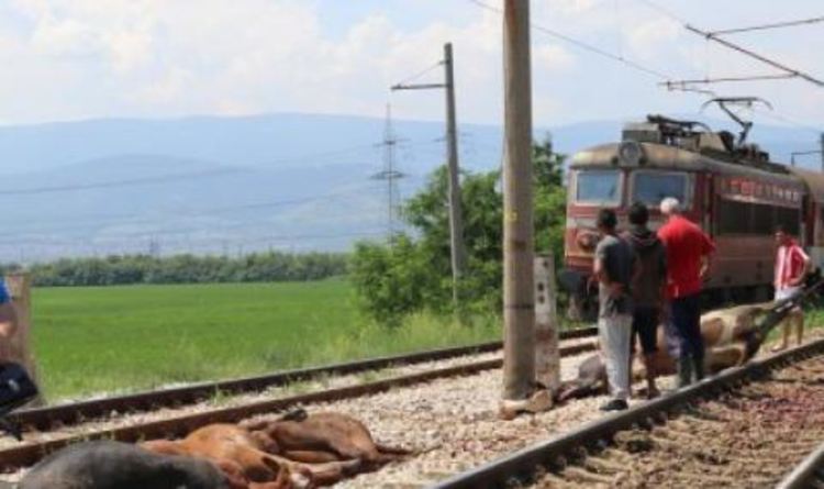 Пътнически влак катастрофира със стадо крави