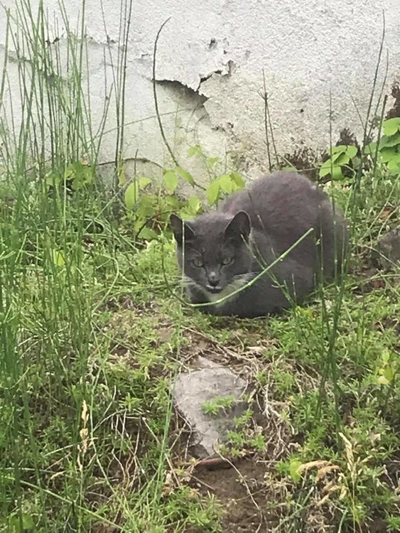 Котка търси собственика си