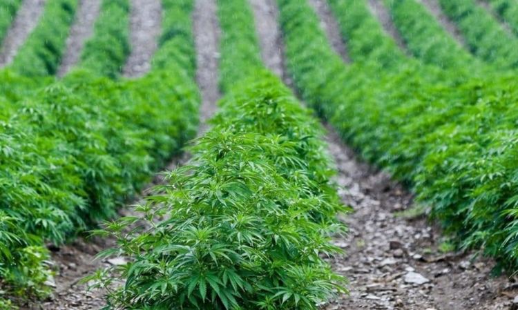 Откриха конопени растения в нива край село Райново